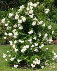PERFUME DREAMS (climber)
